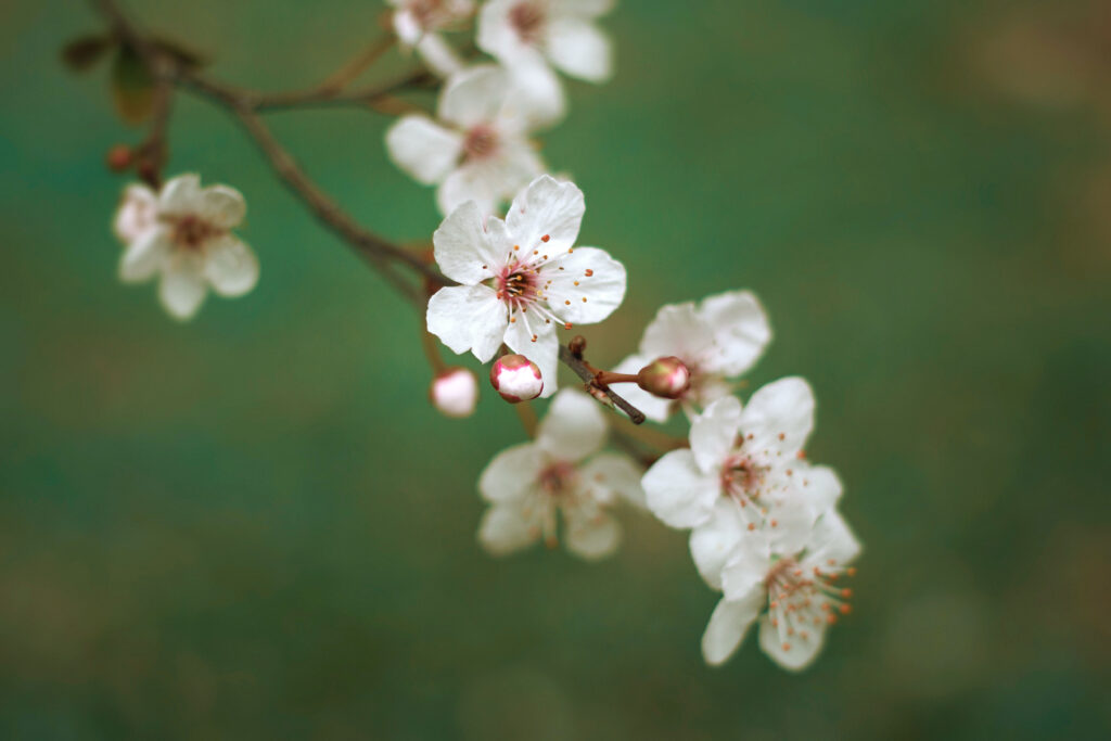 L’émerveillement éphémère : la fleur de cerisier au printemps