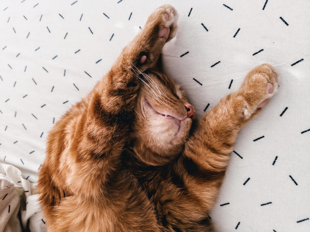 La nostalgie intemporelle de l’animé « Garfield » et son créateur, Jim Davis.