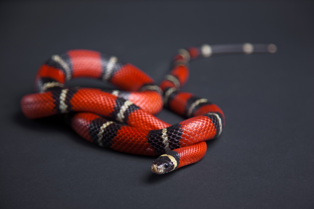 Quel est le meilleur produit pour combattre les serpents ?