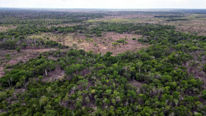 Conservation à Menabe Antimena : réduction significative des pertes forestières