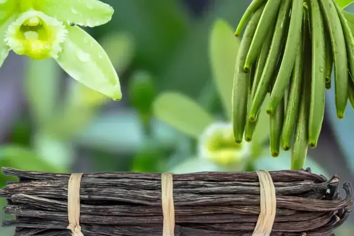 Optimisme pour le marché de la vanille malgré des défis historiques