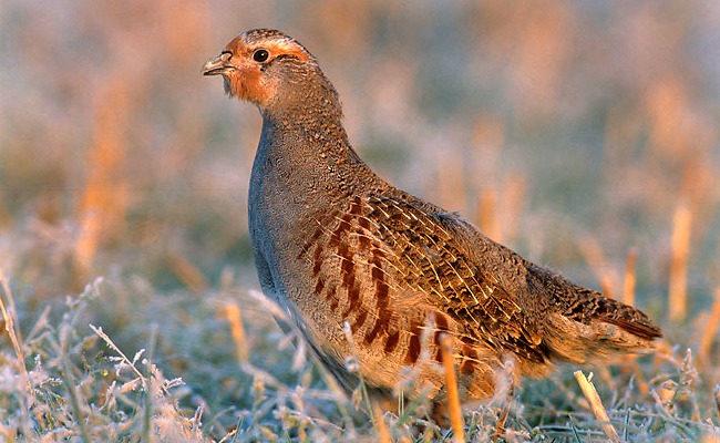 Attractif pour perdrix : l’appât idéal pour une chasse réussie