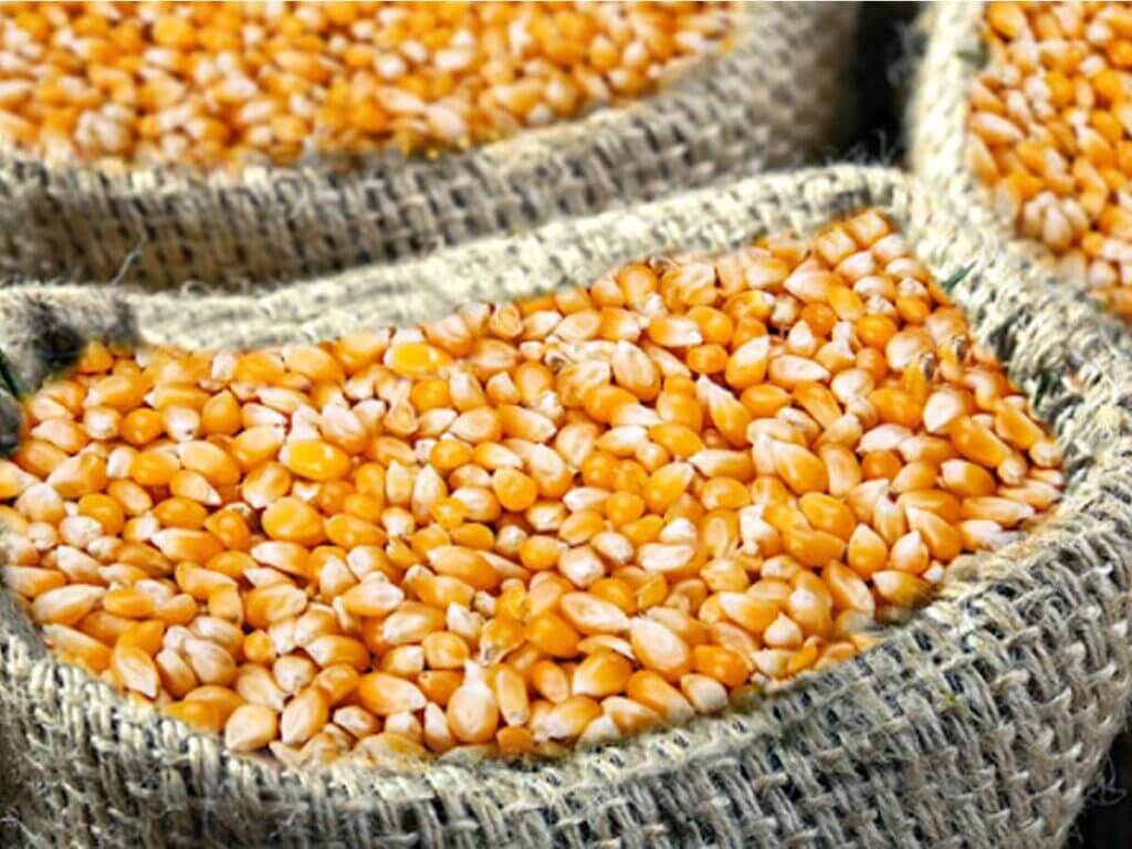 Filière Maïs : une production en forte hausse dans la région Melaky