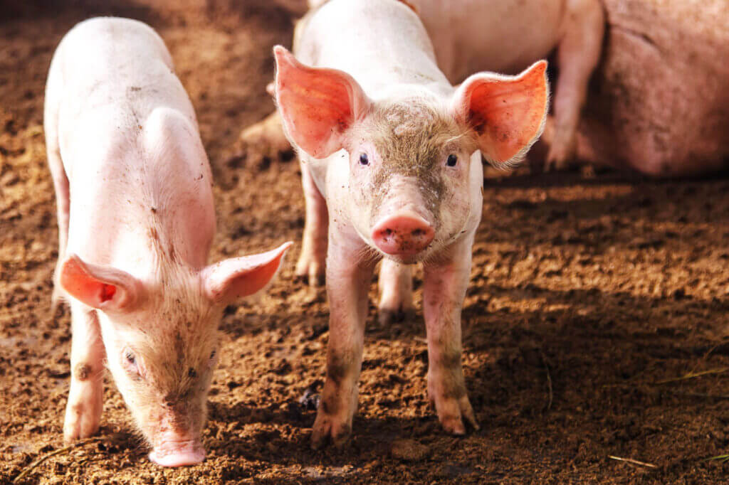 Secteur élevage : 1 657 acteurs formés par le MPE durant le premier semestre