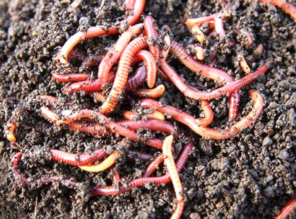 Productivité agricole : les vers de terre autochtones à l’honneur