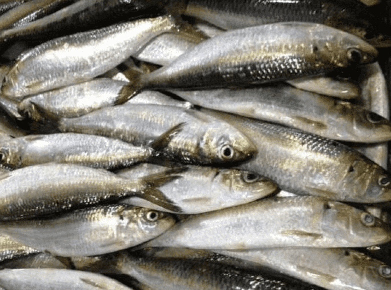 Expansion de la consommation de poissons : les défis et opportunités de l’aquaculture à Madagascar