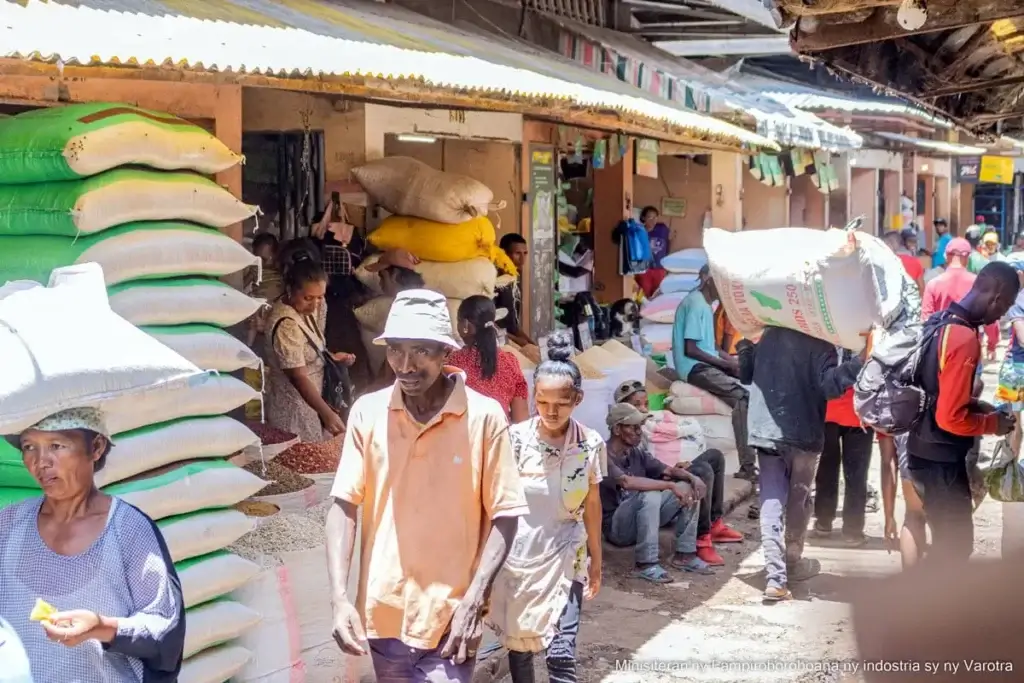 Récolte fructueuse à Imerintsiatosika : Baisse des prix du riz profite aux consommateurs