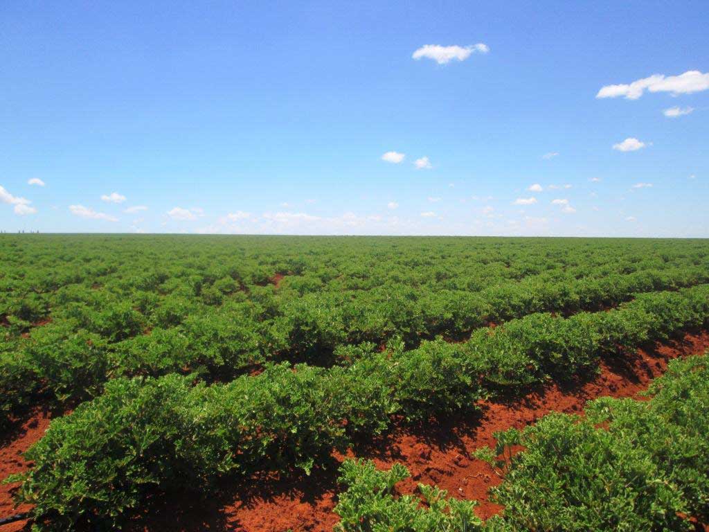 Assèchement des sites Ramsar à Madagascar : menace sur l’agriculture et la biodiversité