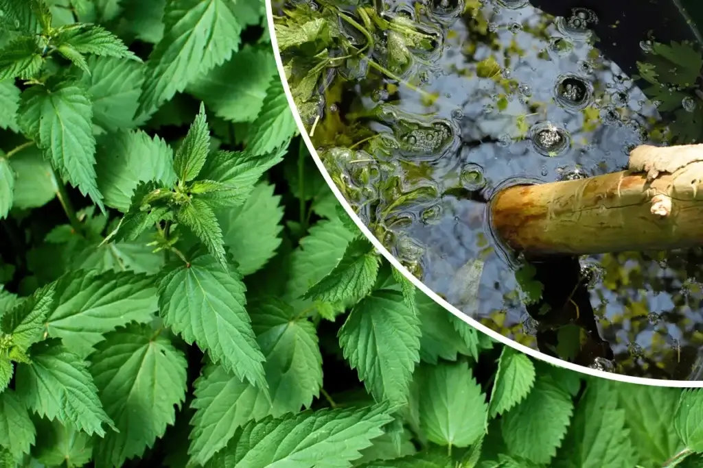 Quel est le meilleur purin d’orties ?