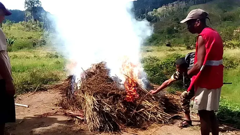 Corridor Ankeniheny-Zahamena : saisie de 100 kg de drogue et découverte de cultures de cannabis