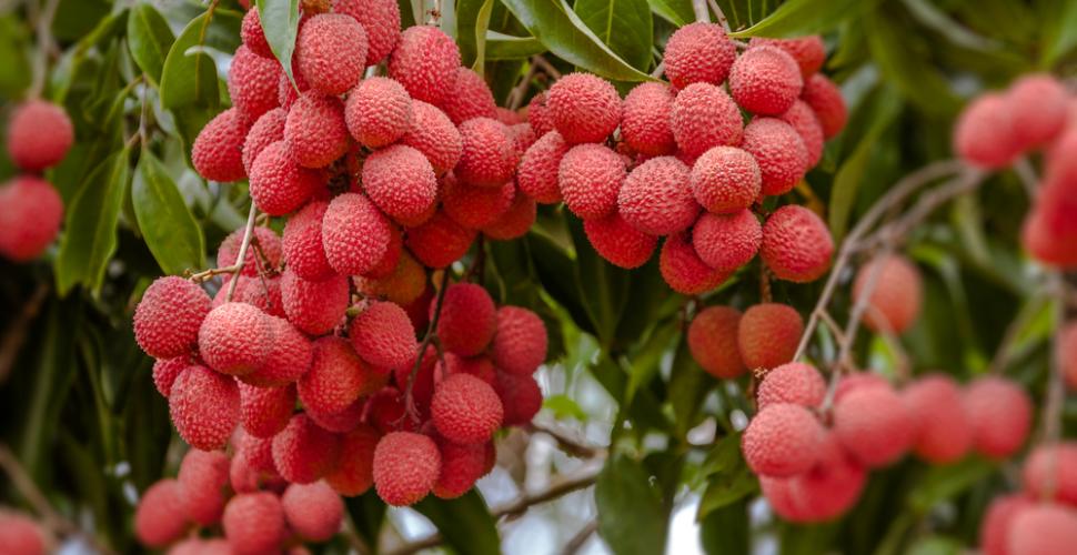 Litchis : début prometteur de la campagne d’exportation