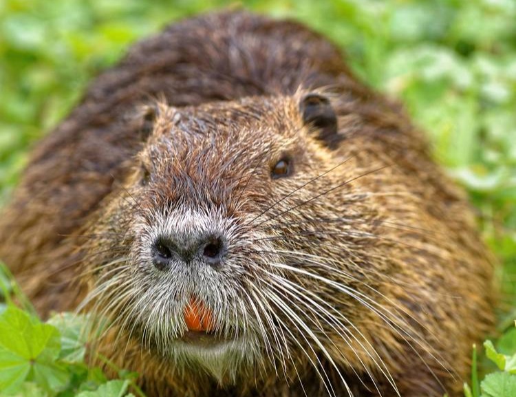 Un appât efficace pour attirer les troupes de ragondins