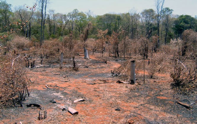 Comment la déforestation menace-t-elle la biodiversité à Madagascar ?