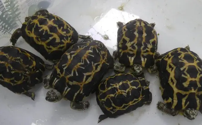 Aéroport d’Ivato : saisie de 31 espèces protégées