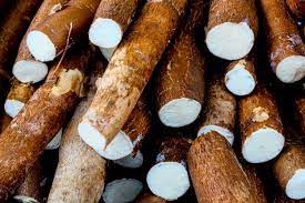 Innovation agroalimentaire: le manioc au cœur d’une stratégie de développement durable à Madagascar