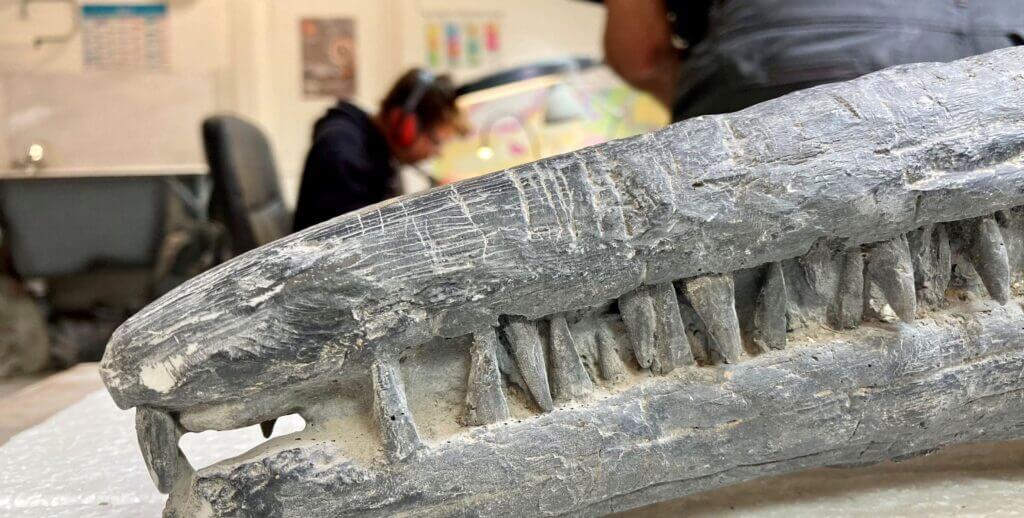 Découverte Monumentale : Un Ichtyosaure géant identifié au Royaume-Uni