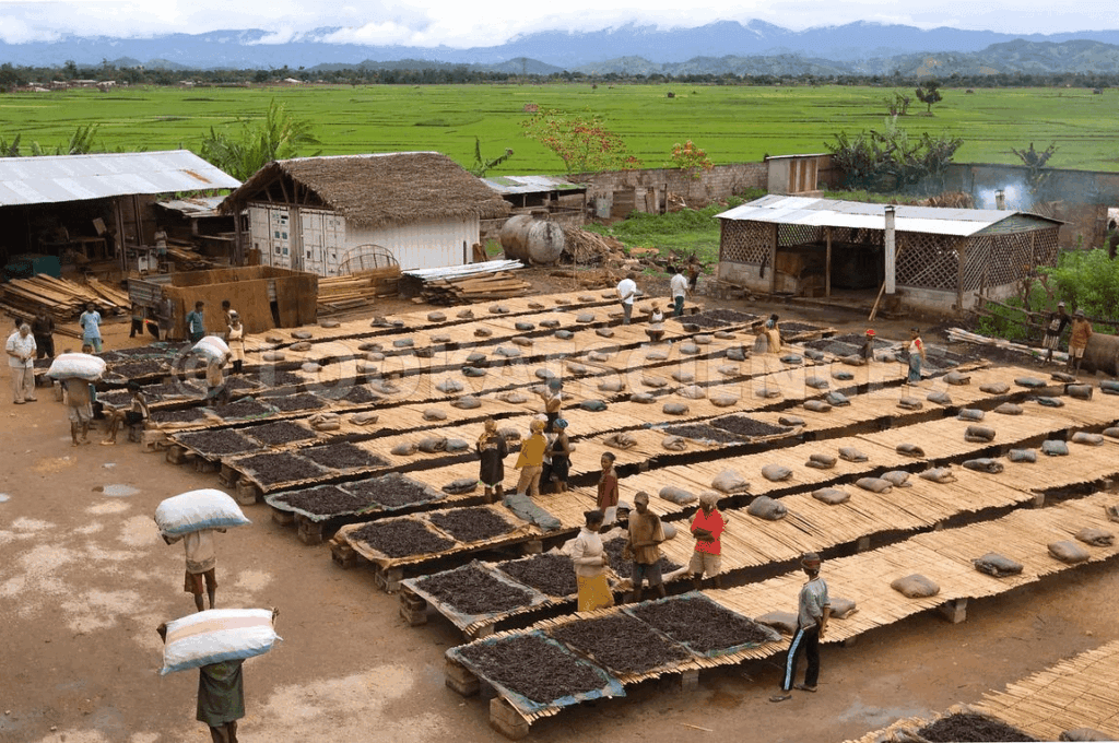 Évaluation des risques sanitaires du travail des enfants dans le secteur de la vanille