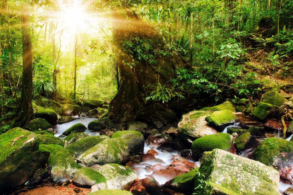 Exploration immersive de la réserve naturelle de Masoala en 2024