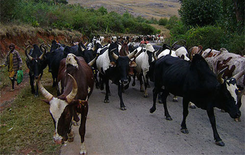 Innovation et patrimoine génétique : enjeux de la nouvelle politique bovine au Sud de Madagascar