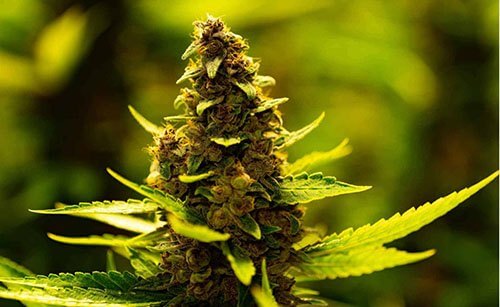 Quelles sont les meilleures fleurs de CBD ?