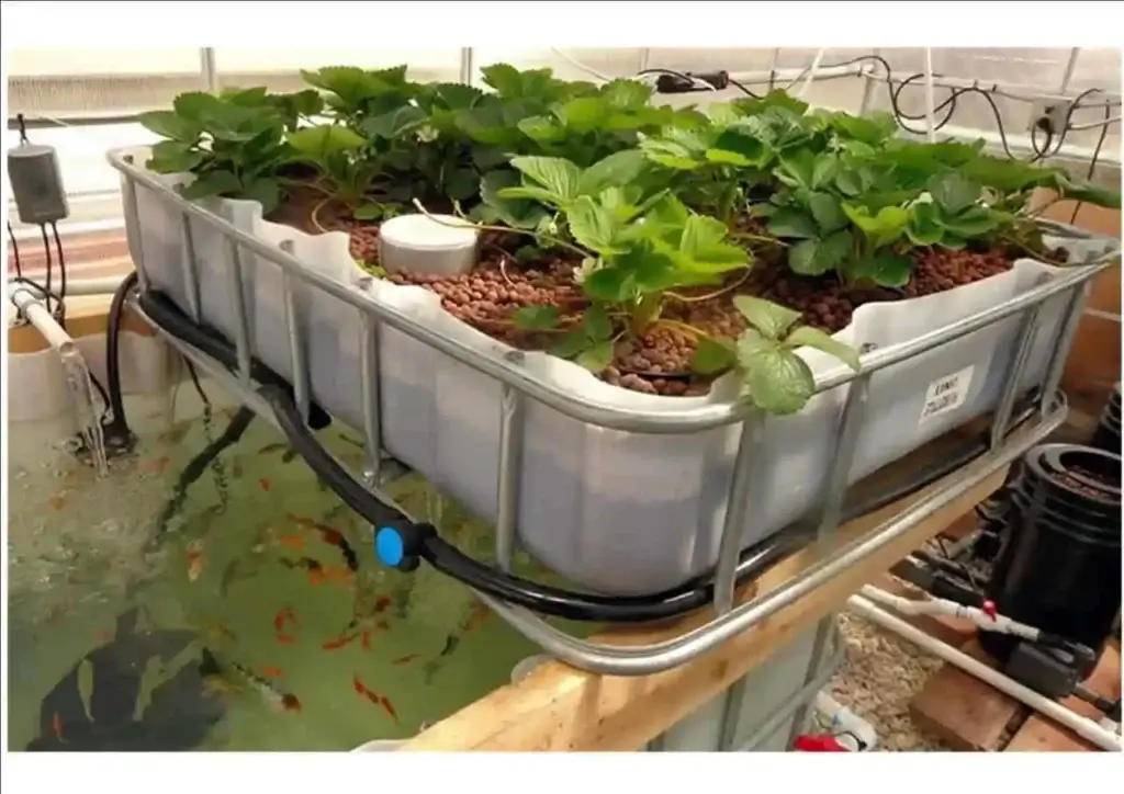 L’aquaponie et la recherche agricole à Madagascar : innovation et développement durable