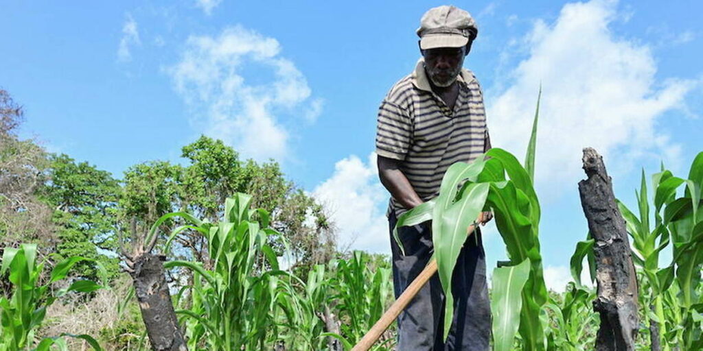 Au Kenya, le débat sur les OGM prend de l’ampleur suite à une décision de tribunal