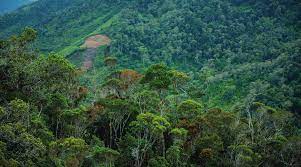 Revitalisation de Maromizaha : une alliance pour la restauration écologique et communautaire