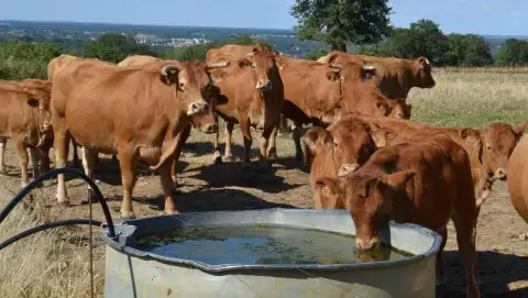 Deuxième cas humain de grippe aviaire lié à une épidémie bovine aux États-Unis