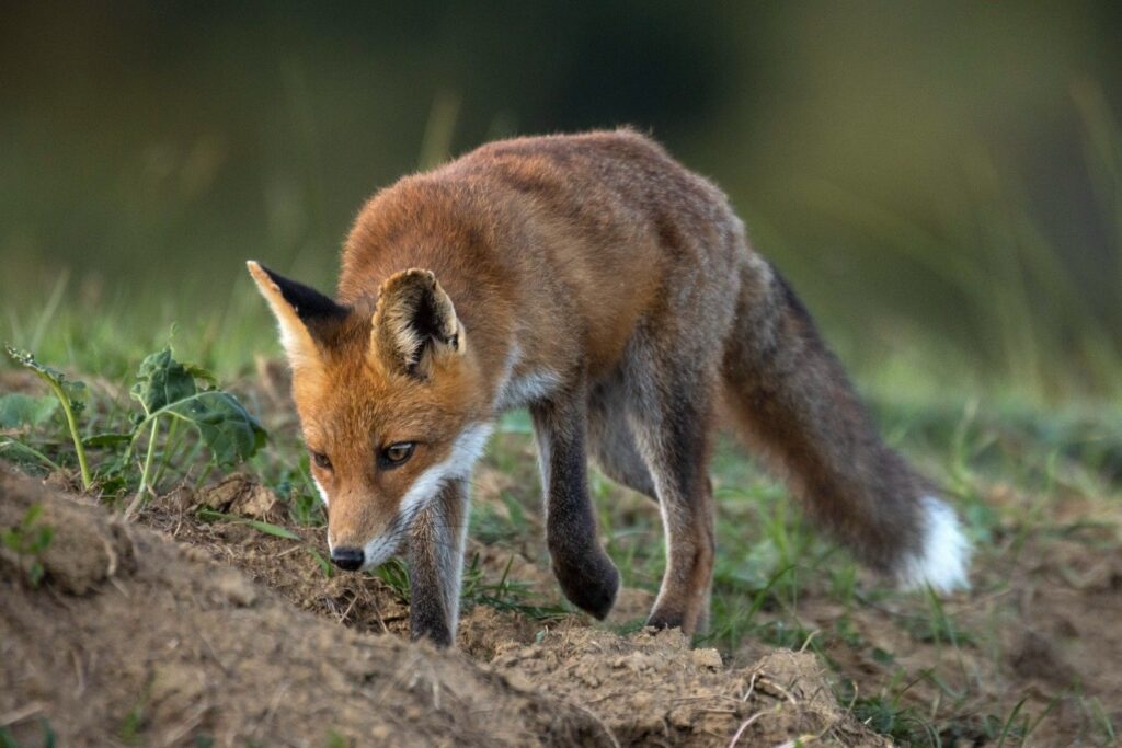 Attirez les renards en toute simplicité : méthodes faciles à découvrir