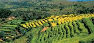 Adaptation et résilience : nouveaux calendriers culturaux pour contrer le changement climatique