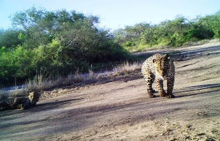 Parc national Defensores del Chaco : Une réserve naturelle préservée