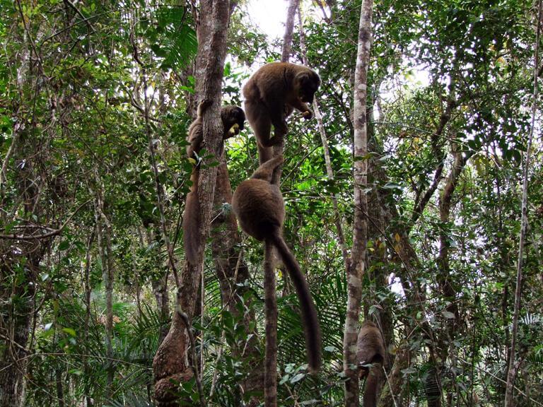 Amélioration de la gestion environnementale et sociale dans les aires protégées à Madagascar