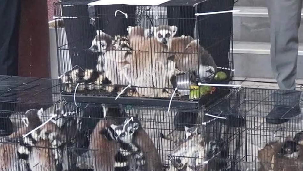 Appel à l’action: enquête exigée sur le trafic d’espèces sauvages à Madagascar