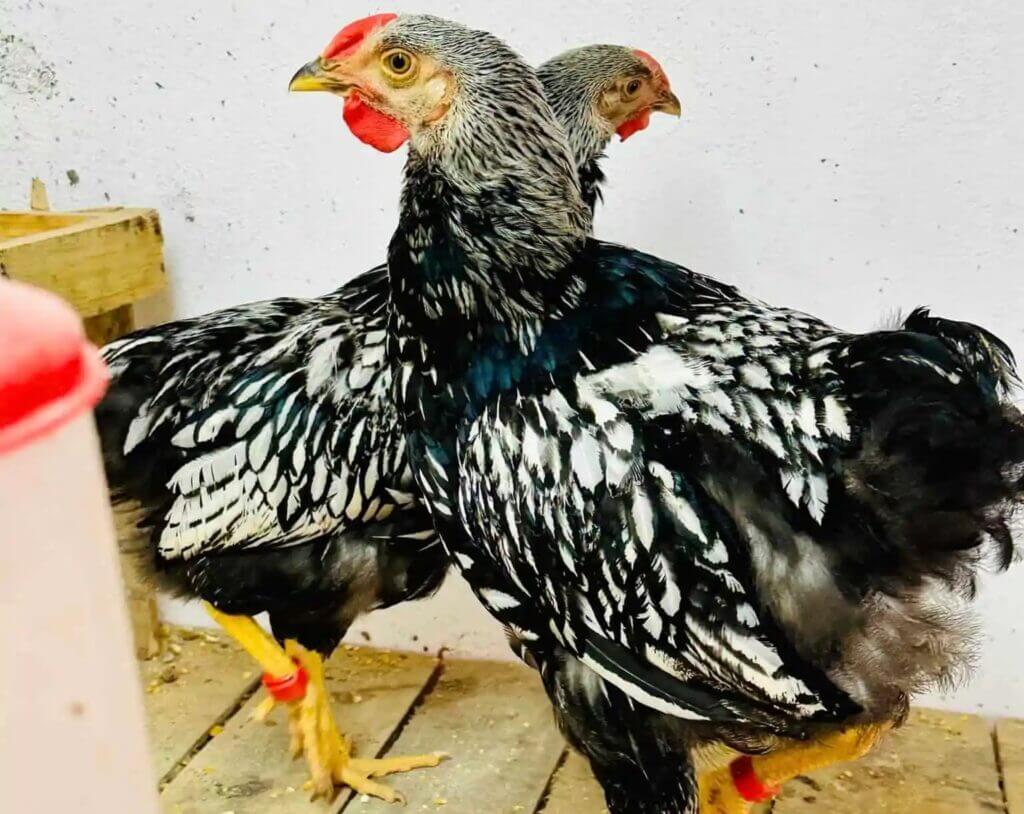 16e édition de la FEPA : Introduction d’une race américaine de poule pondeuse à Madagascar