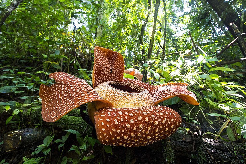 Découvrez avec nous la plus grande fleur du monde : Rafflesia arnoldii.