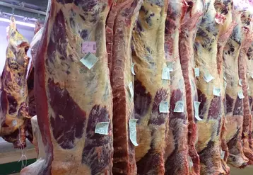 L’exportation de viande depuis l’abattoir de Tsiroanomandidy : Un défi encore non relevé