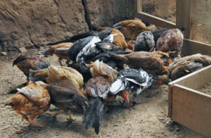 Dynamisme de l’élevage à Behenjy : vers une production mensuelle de 4 000 poulets gasy