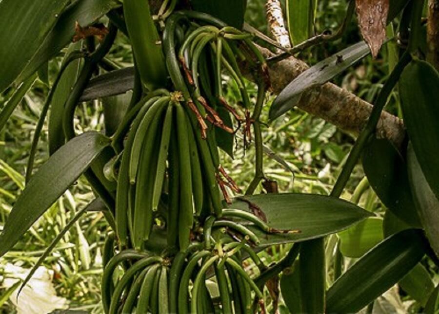Vanille verte : début de campagne dans la région Diana