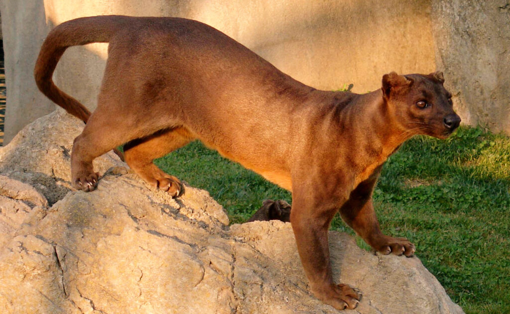Le Fossa de Madagascar : le prédateur de la nuit.