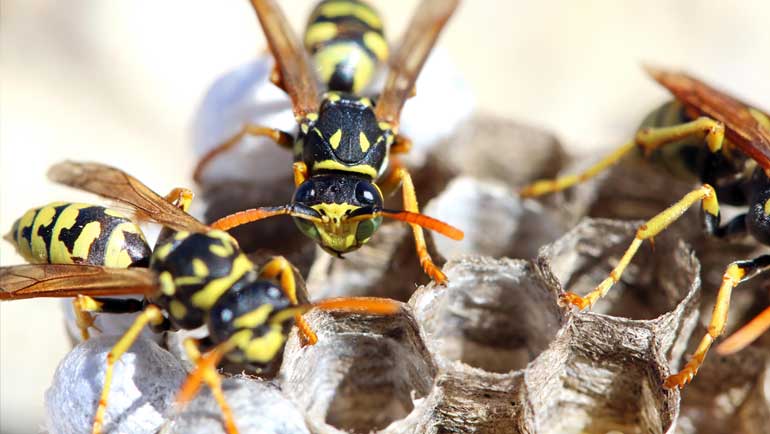 Quel est le meilleur anti-frelon et guêpe ?