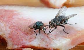 Quels sont les meilleurs appâts anti-mouches ?