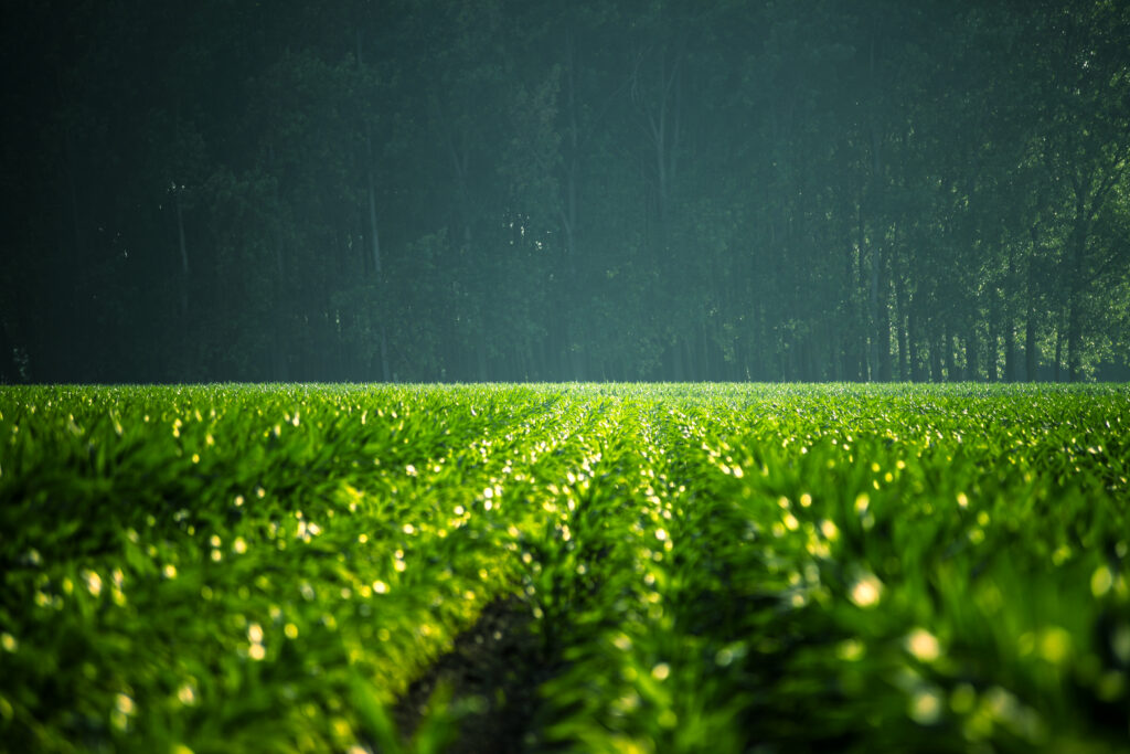 Lancement du projet KCOA-KHEA pour l’agriculture biologique à Madagascar