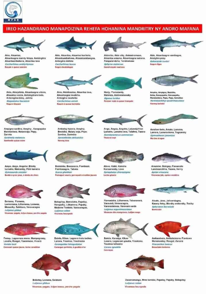 Alerte saisonnière : Madagascar face au risque d’intoxications liées aux animaux marins