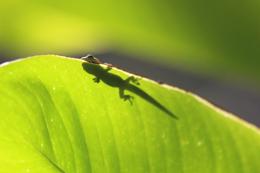 « Uroplatus Garamaso » : le Gecko Caméléon de Madagascar