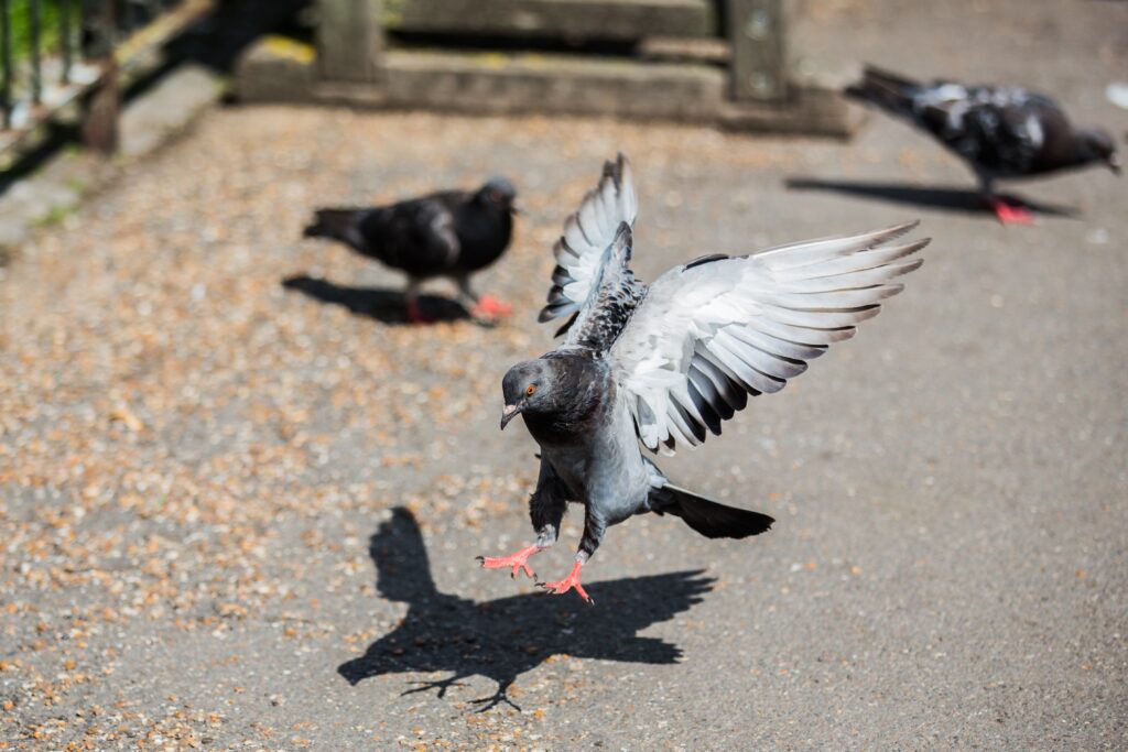 Quel est le meilleur anti-pigeon ?